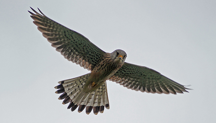 À la découverte des migrateurs au Faux-Verger (Frambouhans) - Eurobirdwatch